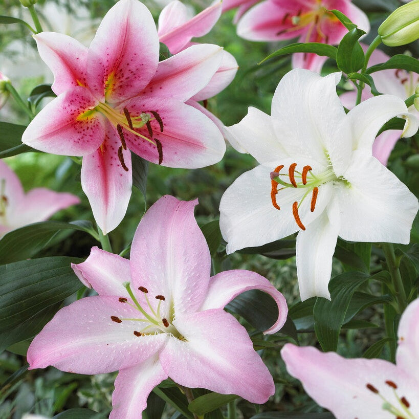 Orientalsk lilje-Lilium Oriental Oriental Mixed 3-pakke